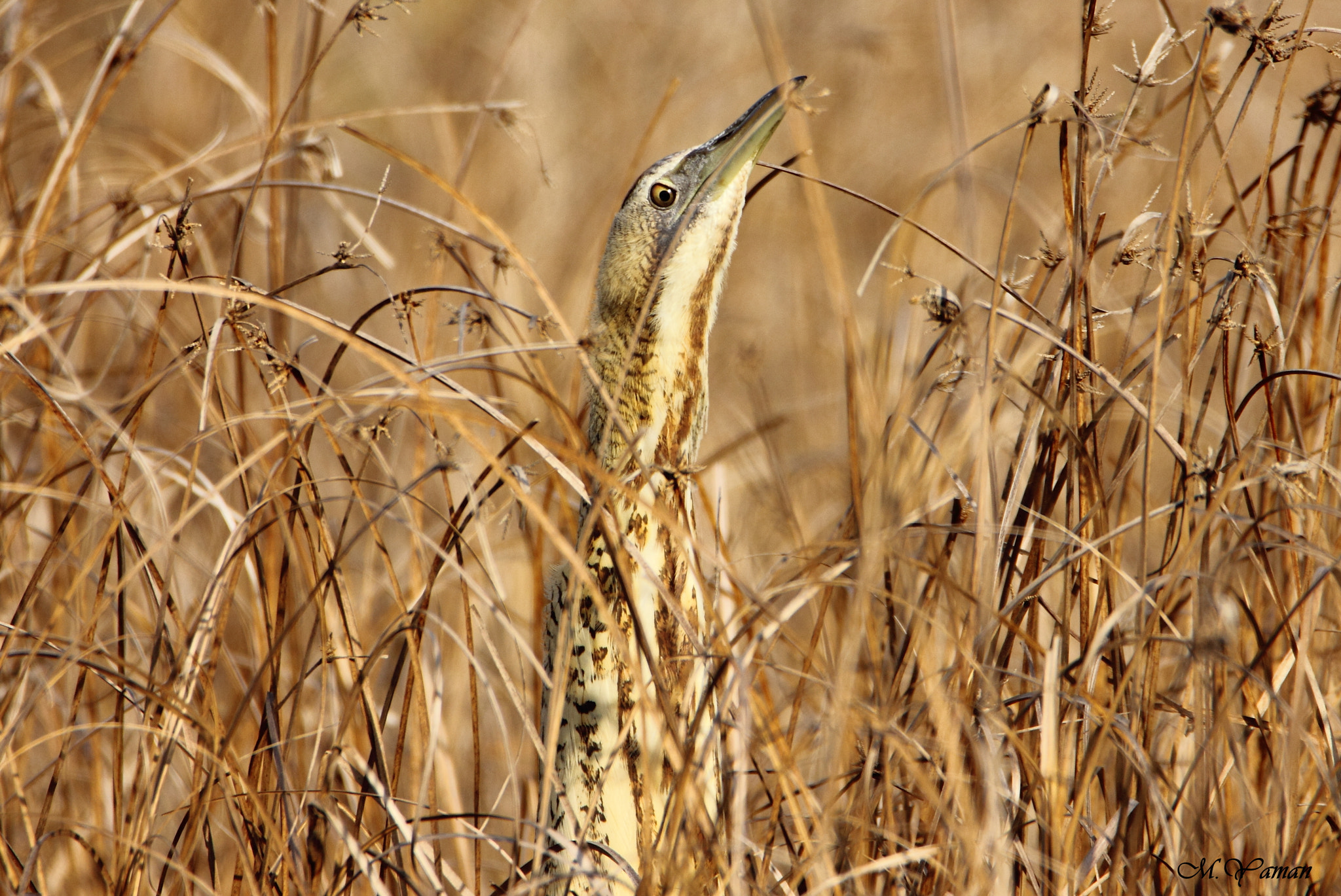 Tamron SP 150-600mm F5-6.3 Di VC USD sample photo. Balaban » eurasian bittern photography