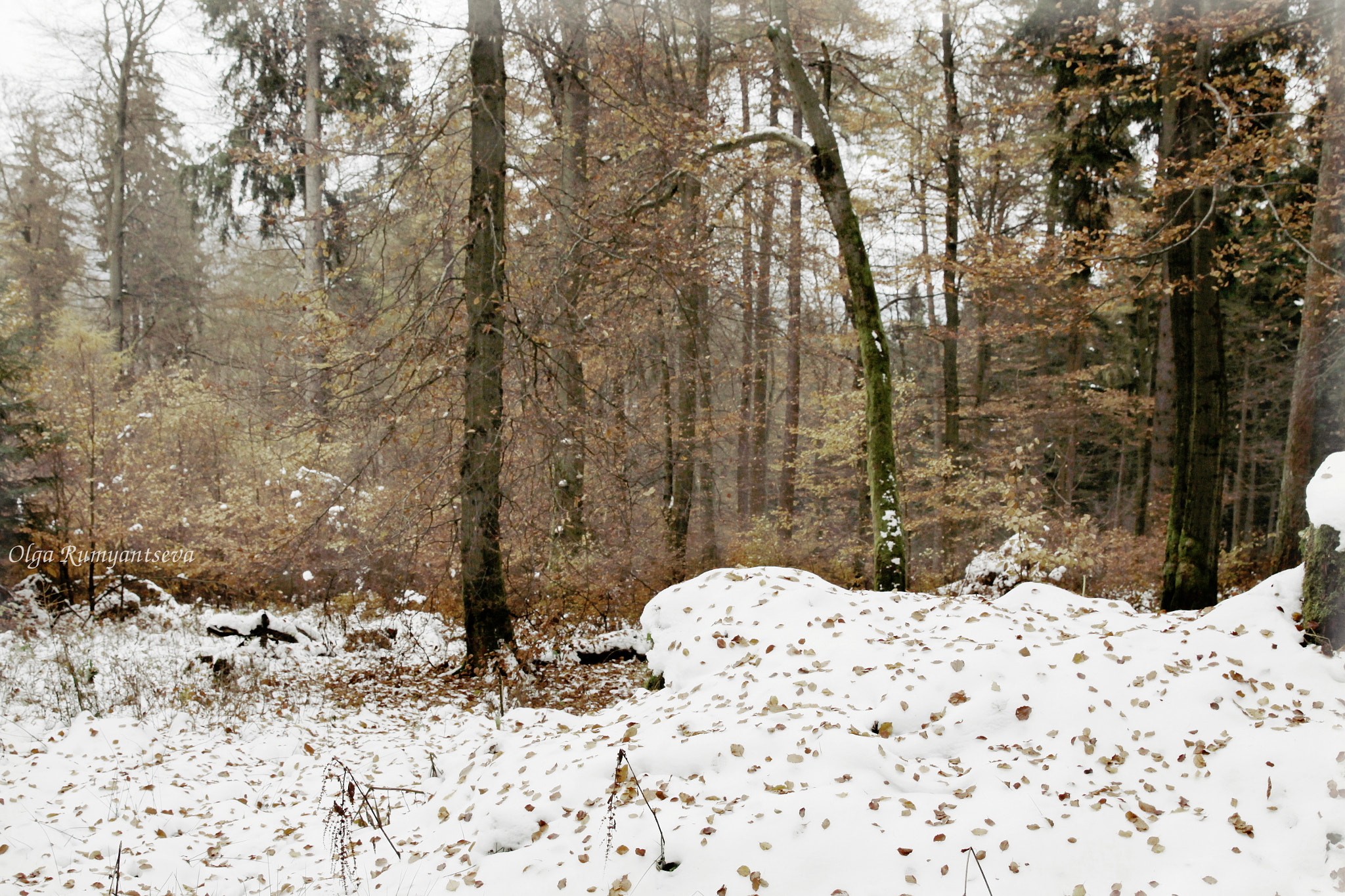 Canon EF 24-70mm F2.8L II USM sample photo. Winter. photography