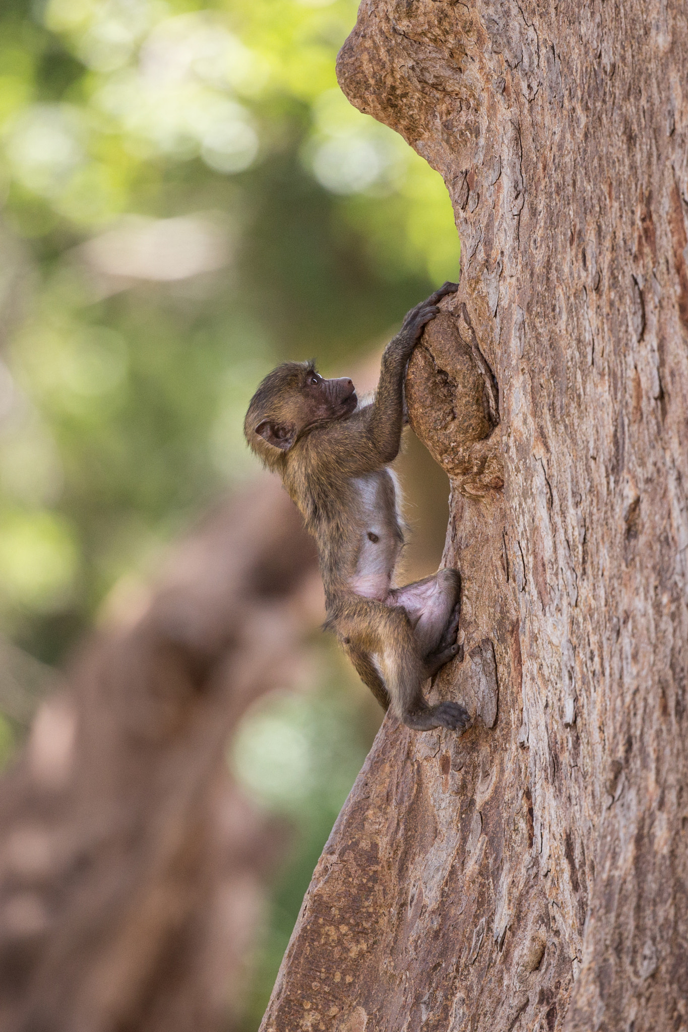 Canon EF 400mm F4 DO IS II USM sample photo. First climb photography