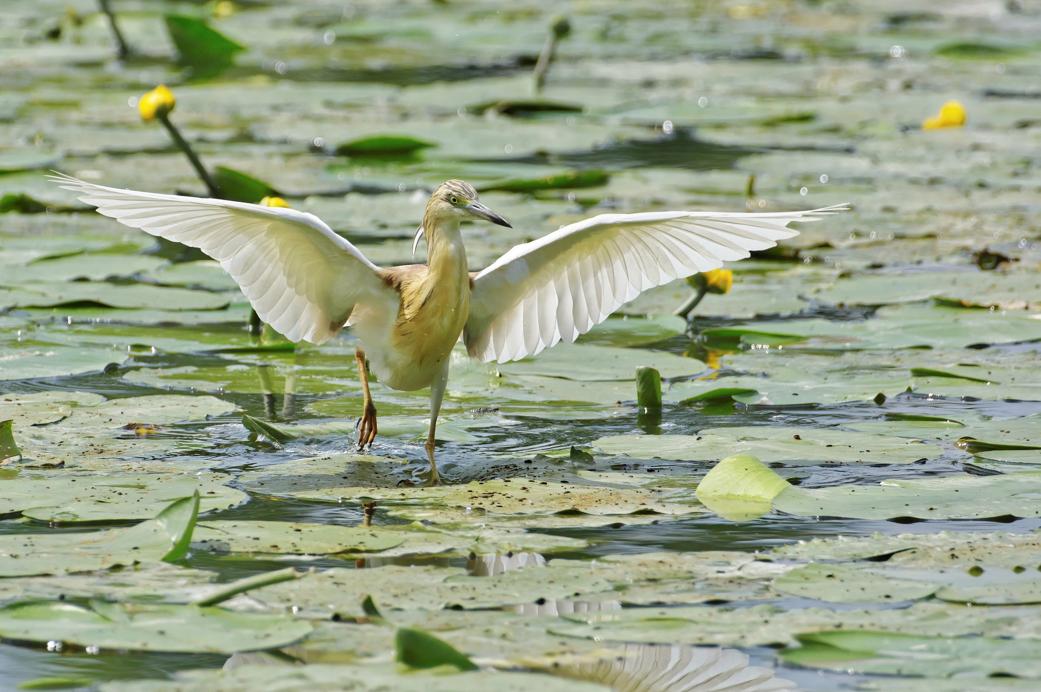 Pentax K-3 sample photo. Squacco heron - sgarza ciuffetto photography