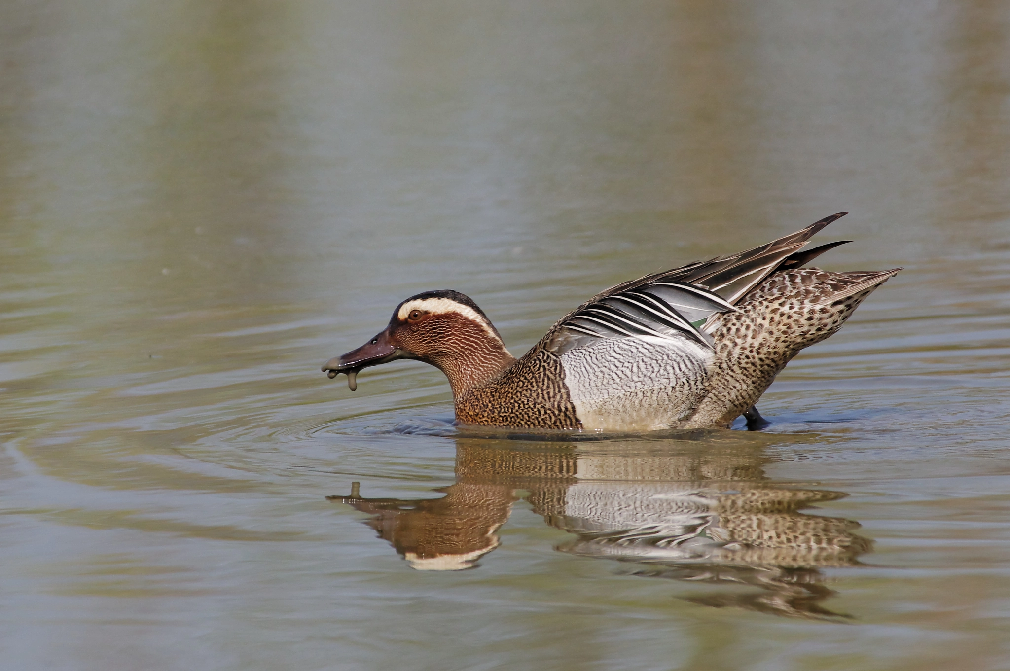 Pentax smc DA* 300mm F4.0 ED (IF) SDM sample photo. Garganey - marzaiola photography