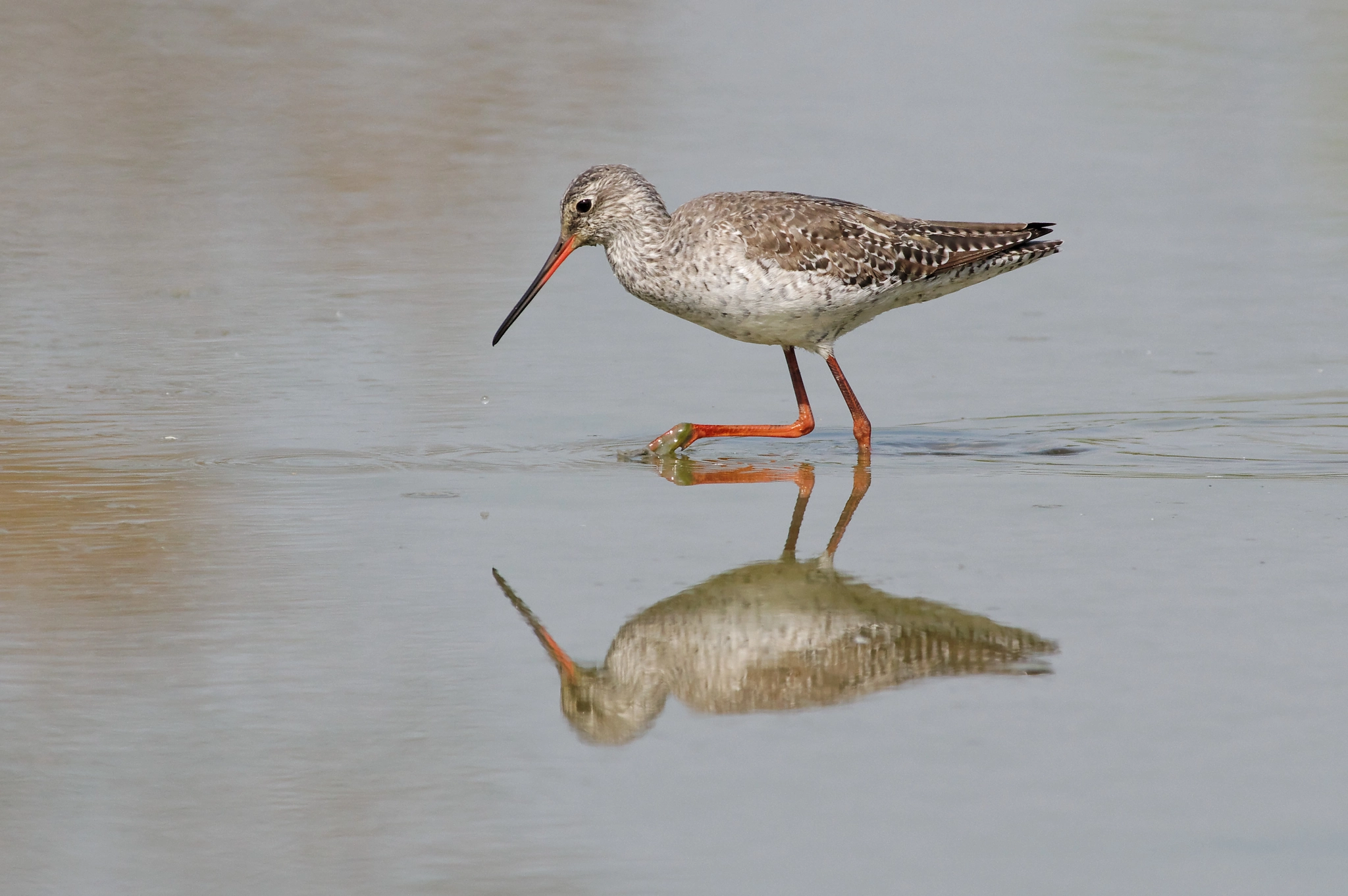 Pentax smc DA* 300mm F4.0 ED (IF) SDM sample photo. Common redshank - pettegola photography