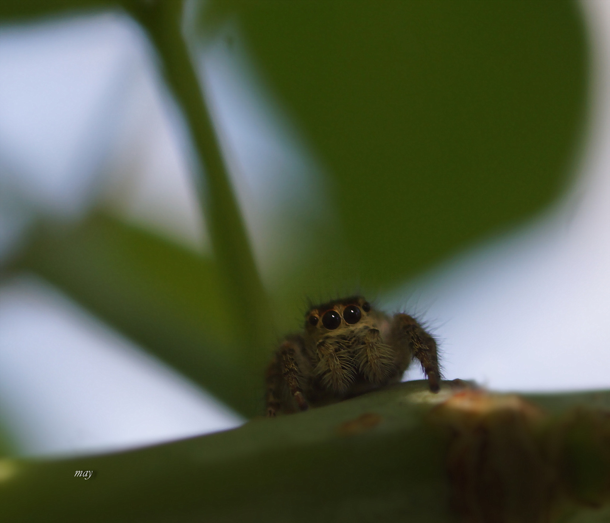 Sony SLT-A65 (SLT-A65V) sample photo. Small spider.. photography