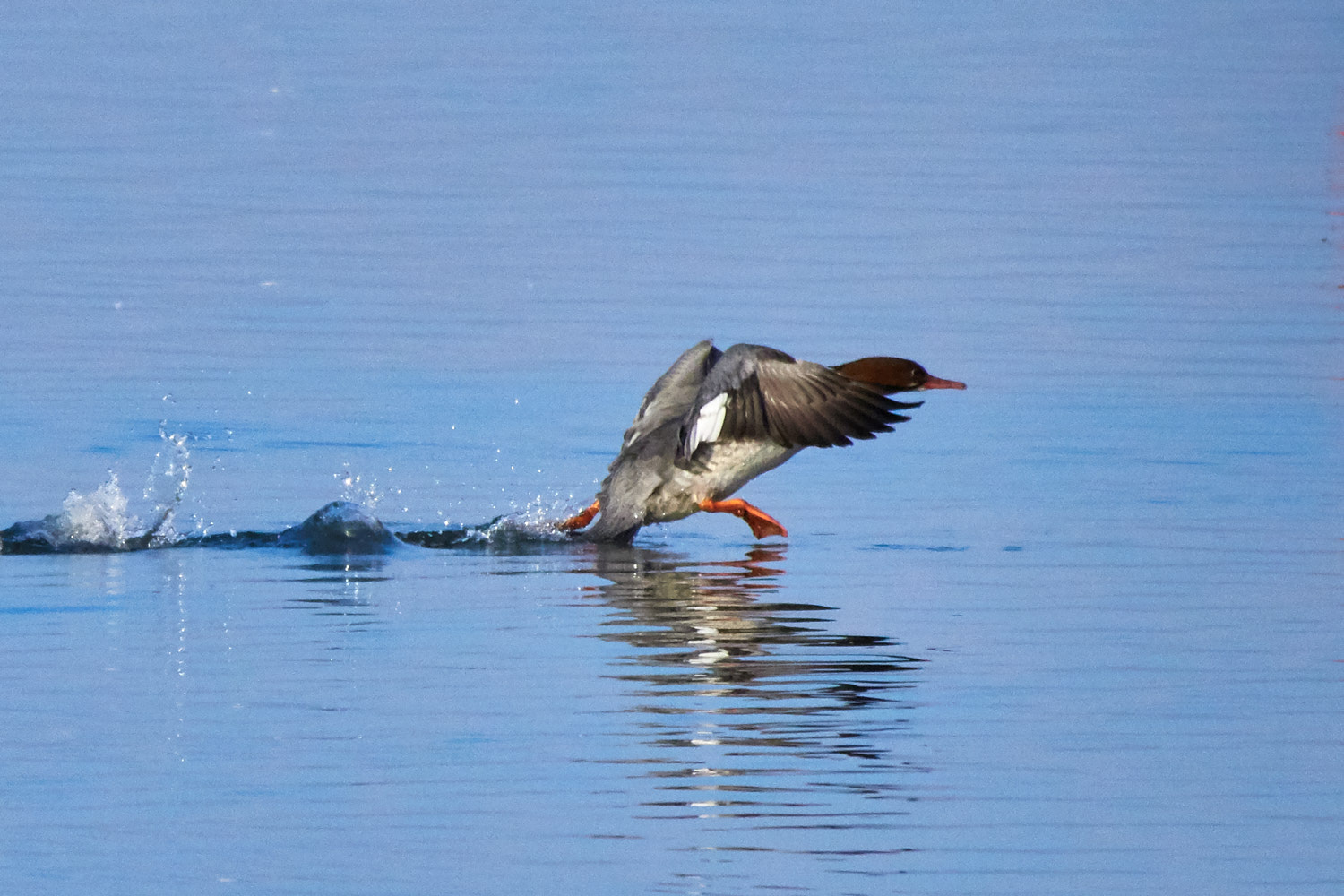 Olympus OM-D E-M1 Mark II + LEICA DG 100-400/F4.0-6.3 sample photo. Starting duck photography