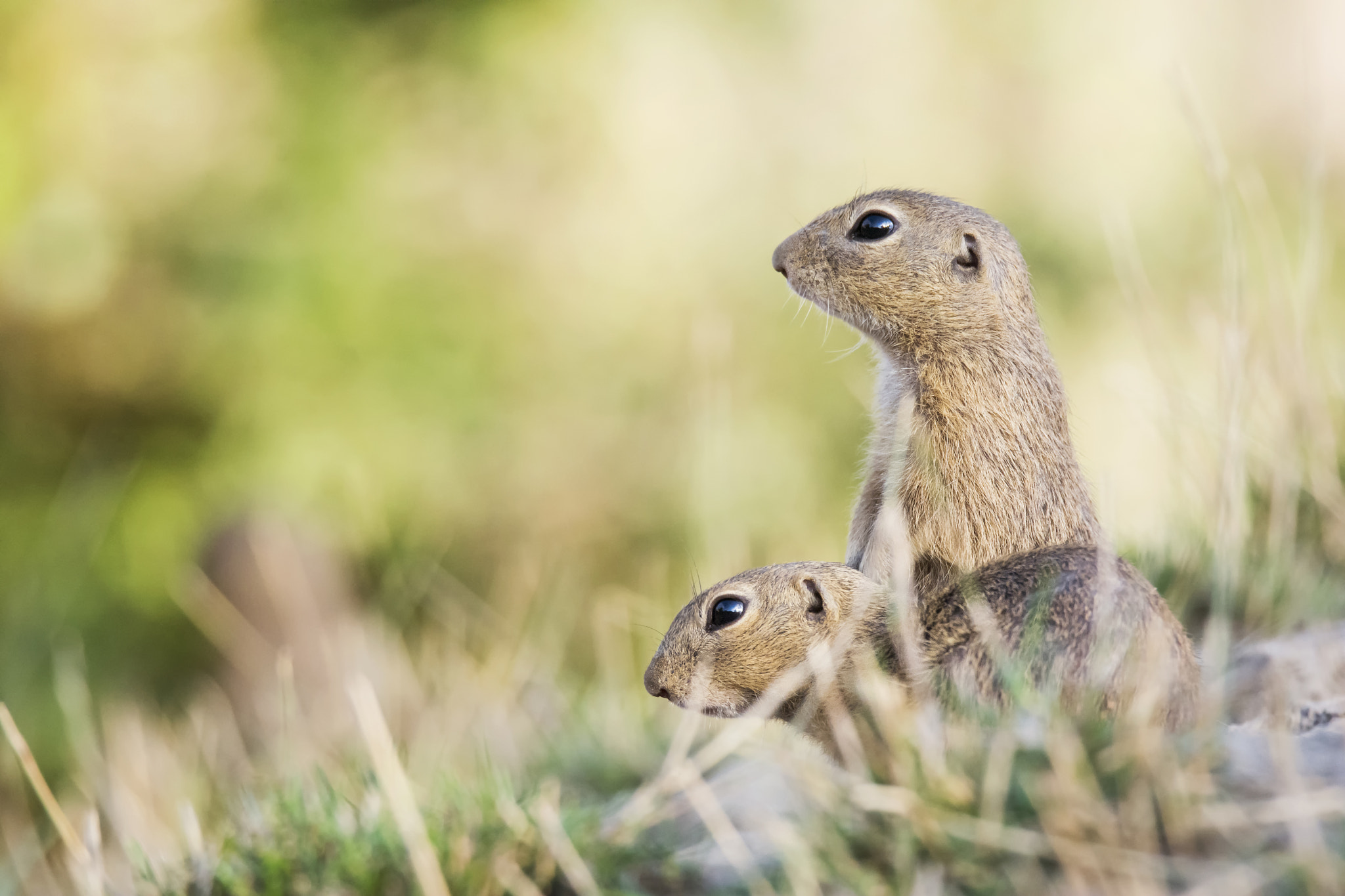 Sigma 150-600mm F5-6.3 DG OS HSM | S sample photo. Ground squirrel (spermophilus citellus) photography