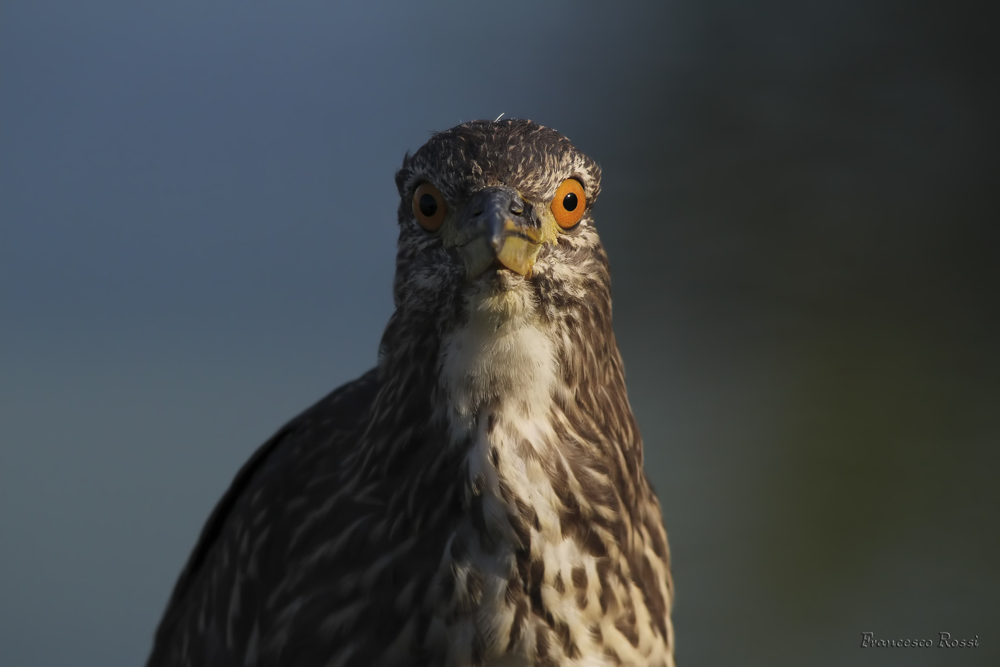 Sigma 150-500mm F5-6.3 DG OS HSM sample photo. Night heron, nitticora  photography