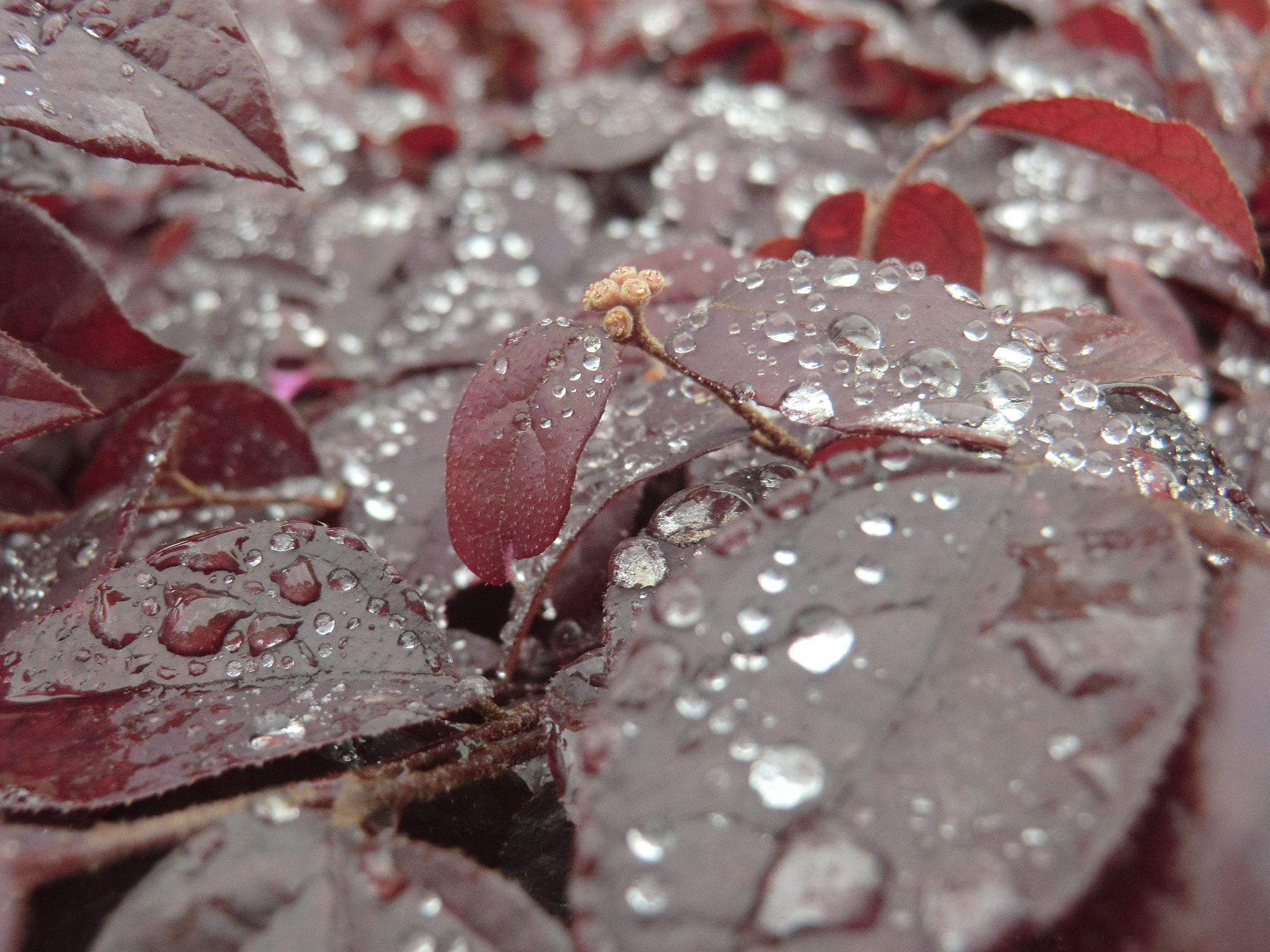 CASIO EX-H15 sample photo. April dew photography