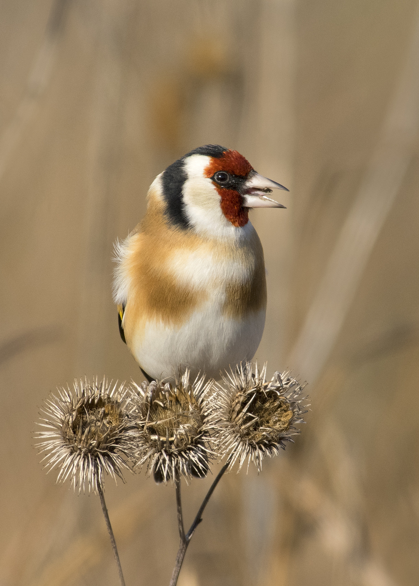 Pentax K-3 II + Pentax smc DA* 300mm F4.0 ED (IF) SDM sample photo. Happy goldfinch photography