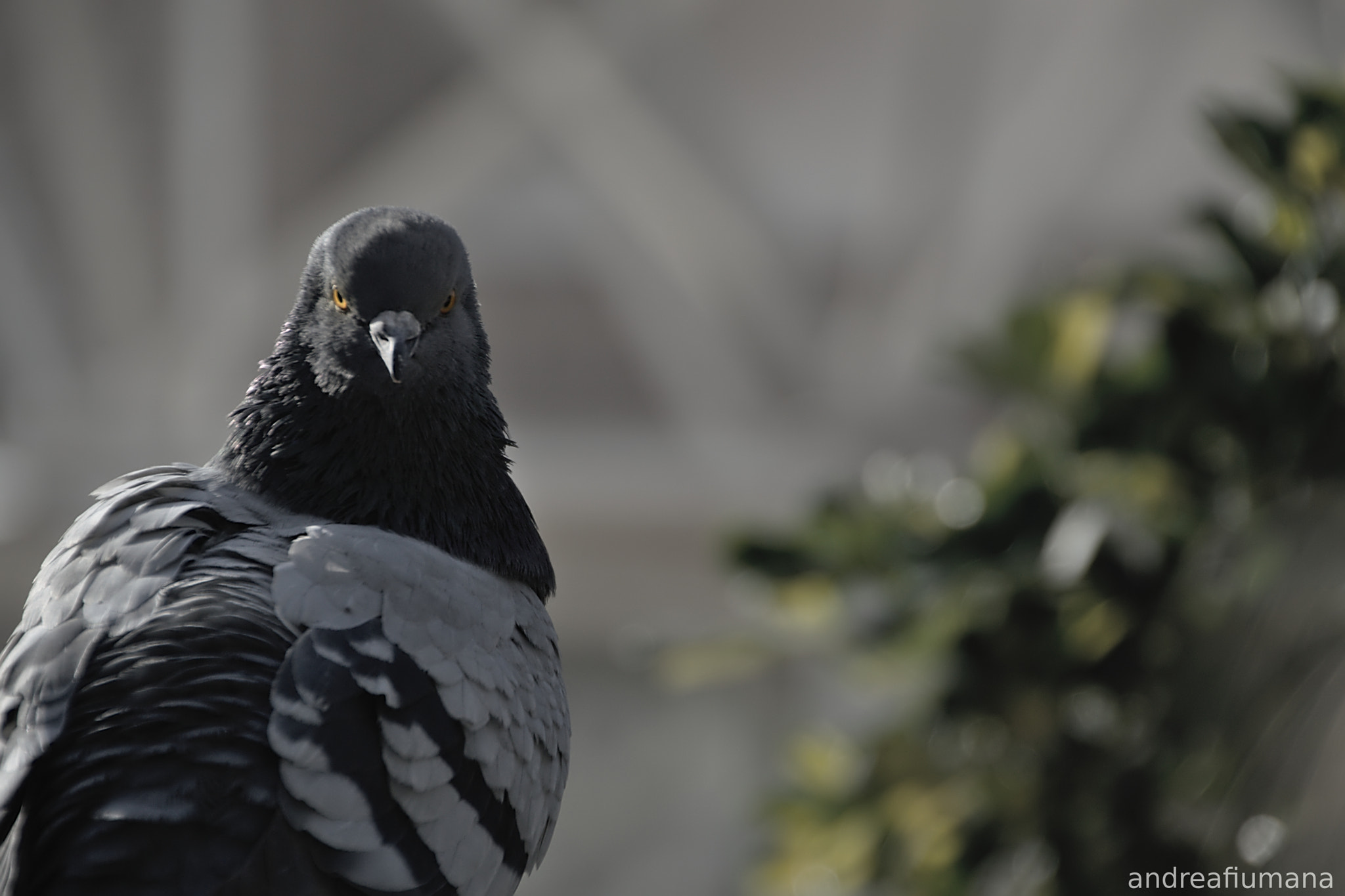 Nikon D3200 sample photo. Angry bird photography