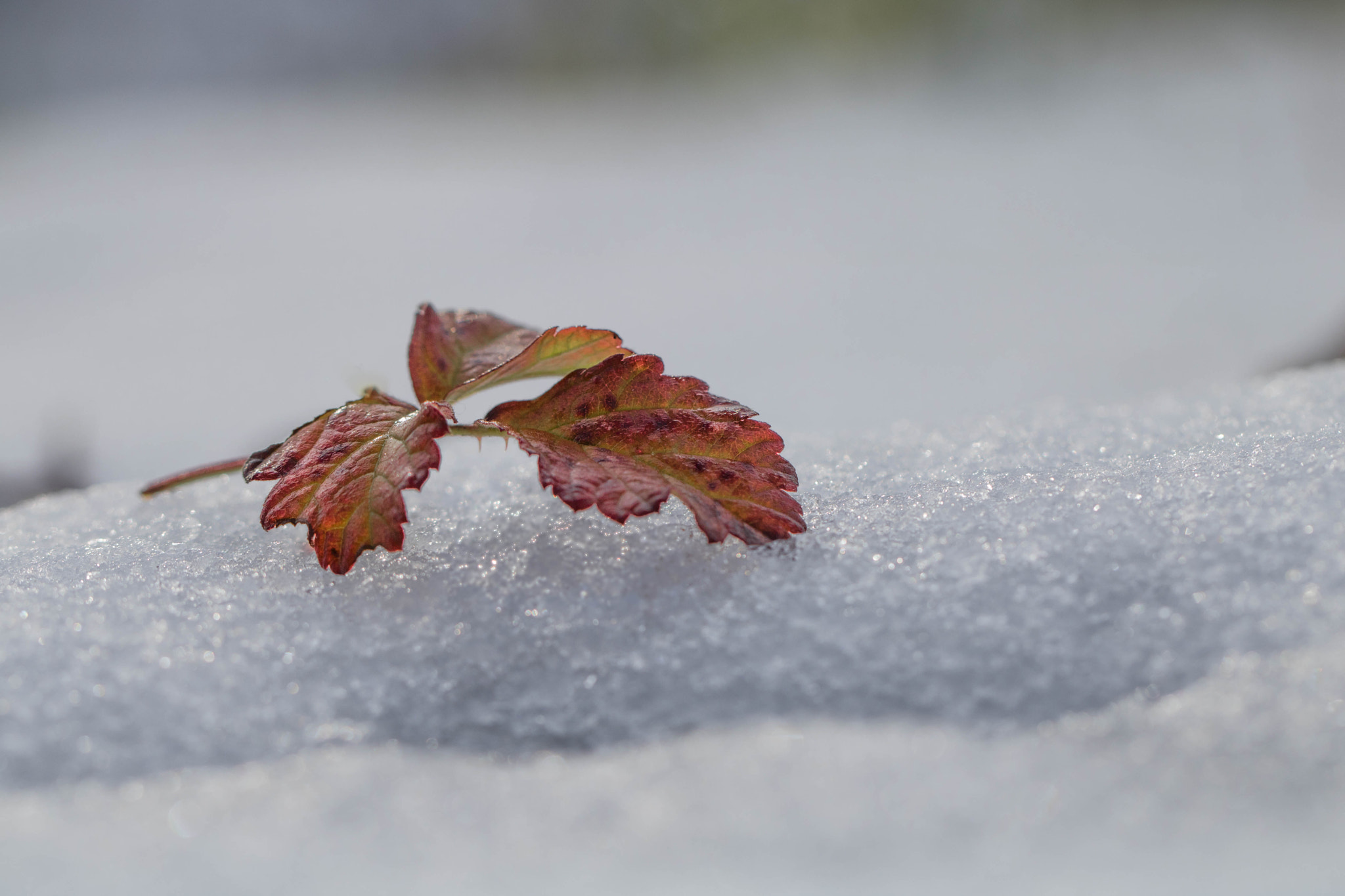 Canon EF 100mm F2.8L Macro IS USM sample photo. First snow photography