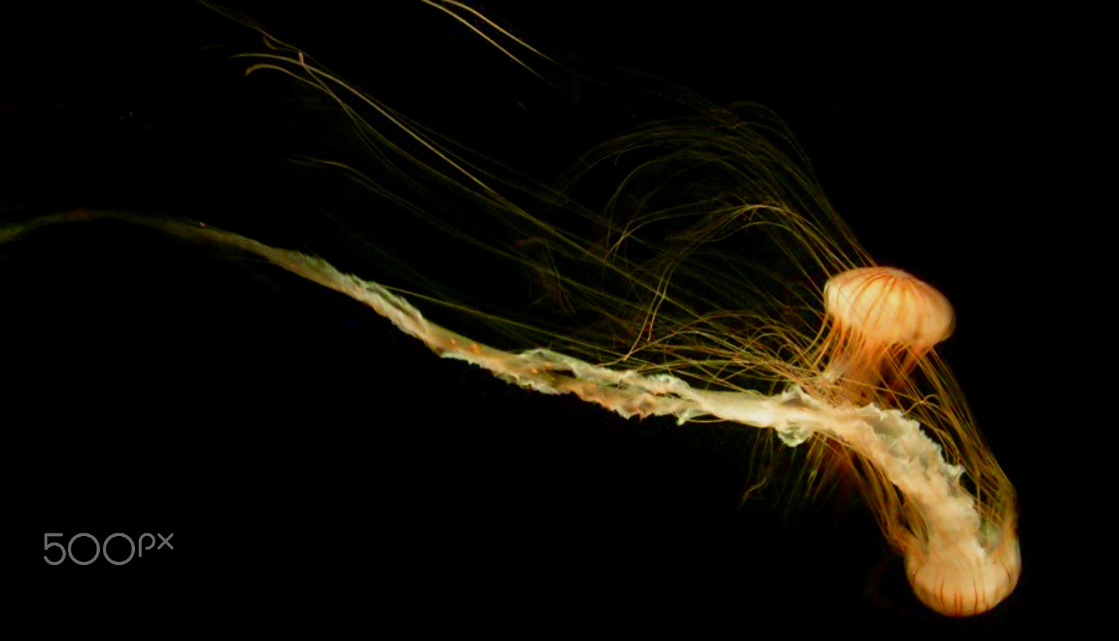 Samsung KENOX S730  / Samsung S730 sample photo. Sea nettle photography