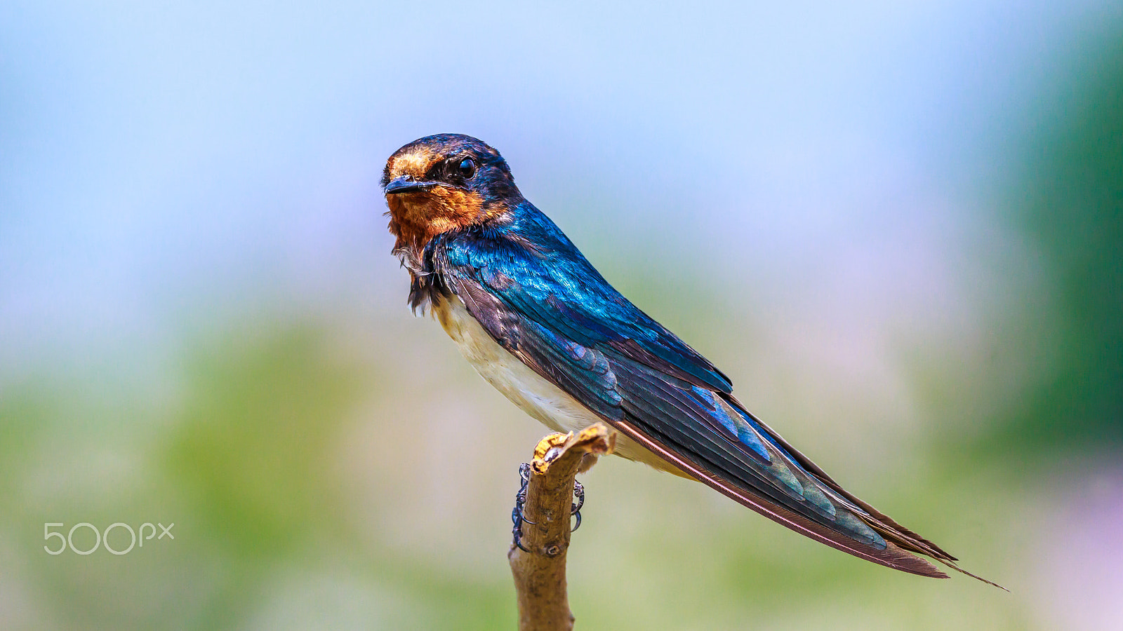 Sigma 150-600mm F5-6.3 DG OS HSM | C sample photo. " i'm cute enough" photography