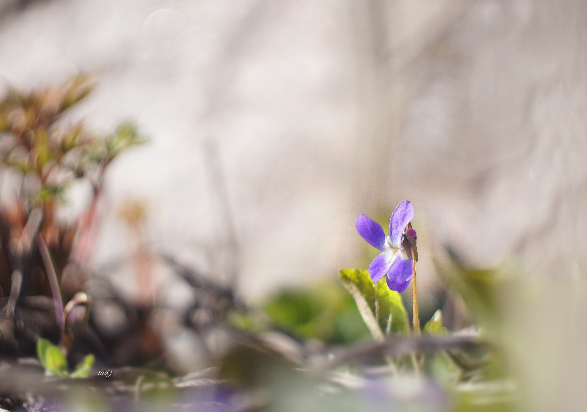 Sony SLT-A65 (SLT-A65V) + Minolta AF 50mm F1.7 sample photo. Forest violet.. photography