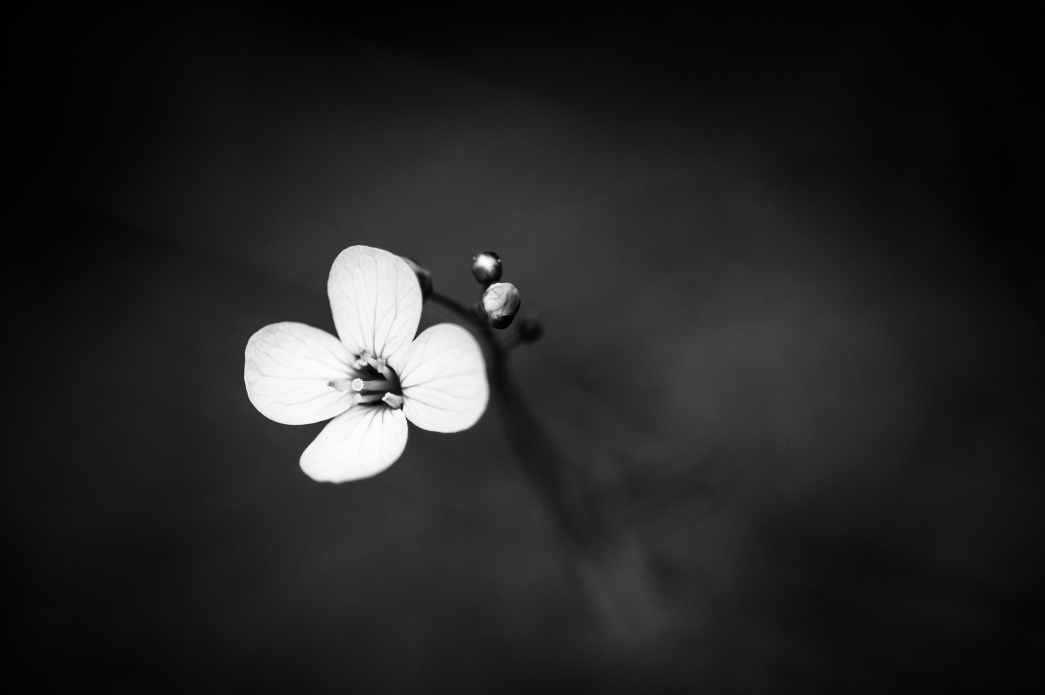 Pentax K-3 + Sigma sample photo. Flower photography