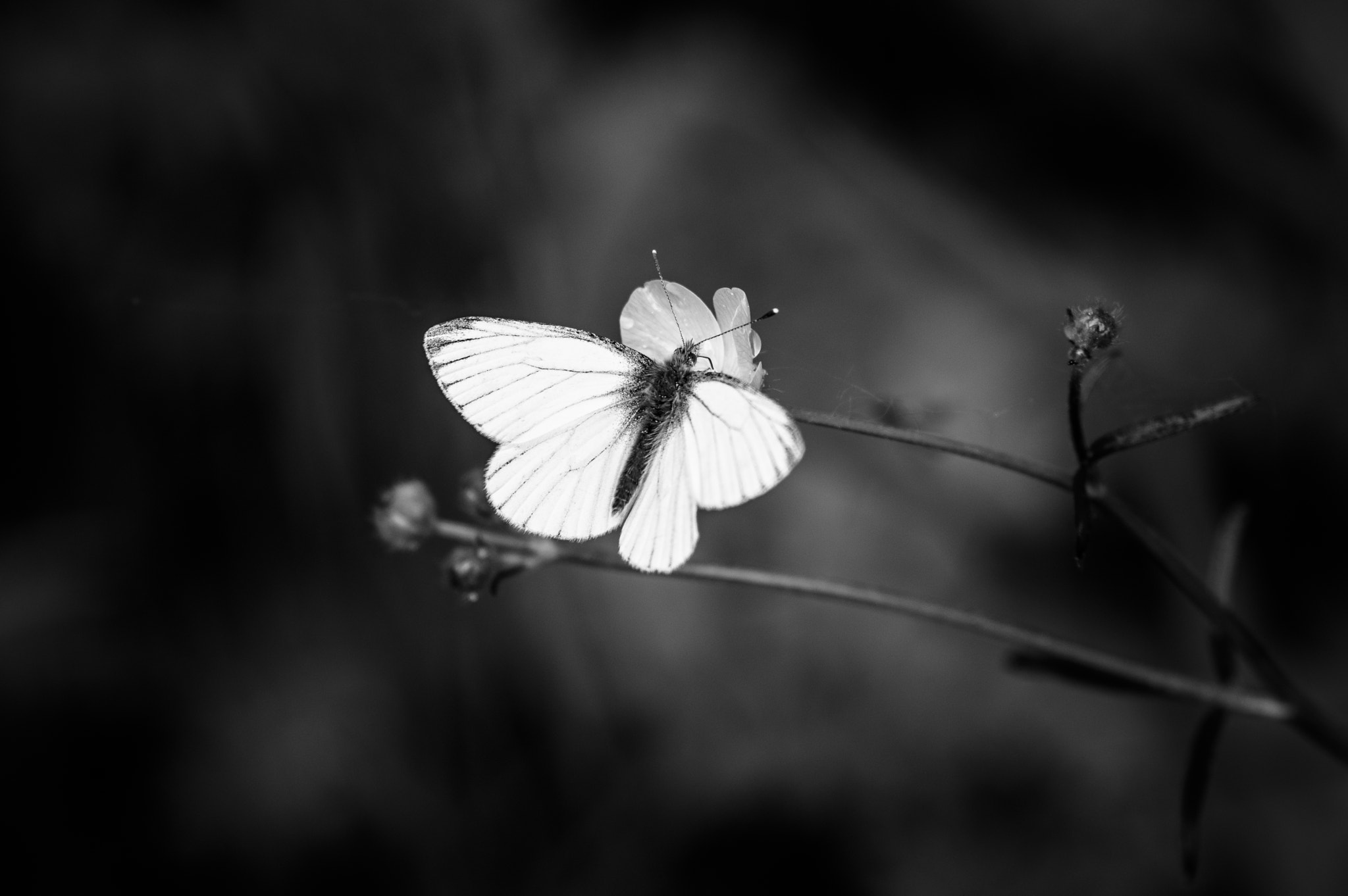 Pentax K-3 + Sigma sample photo. Butterfly photography