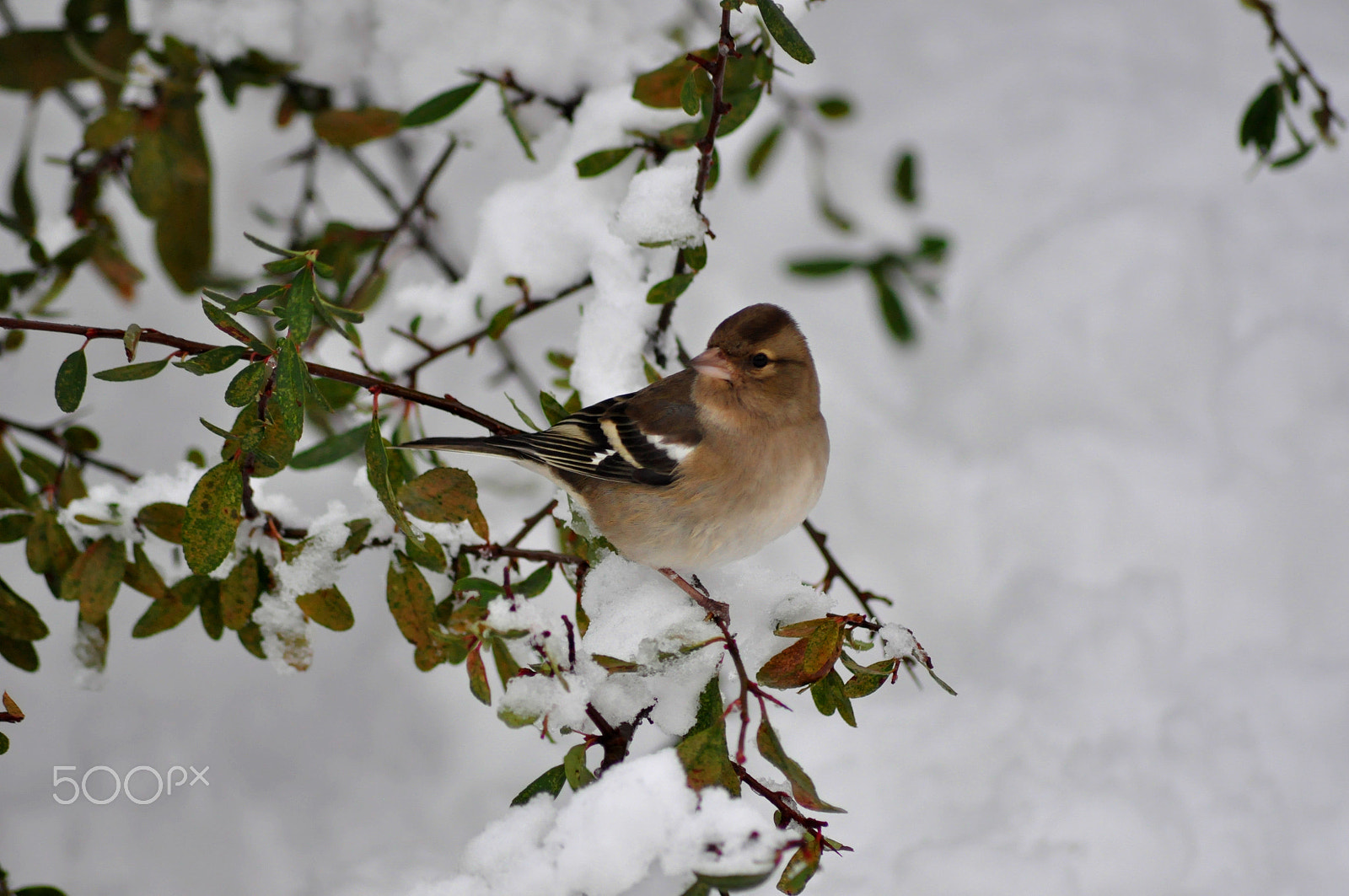 Sigma 70-300mm F4-5.6 APO DG Macro sample photo. Spil national park birds photography
