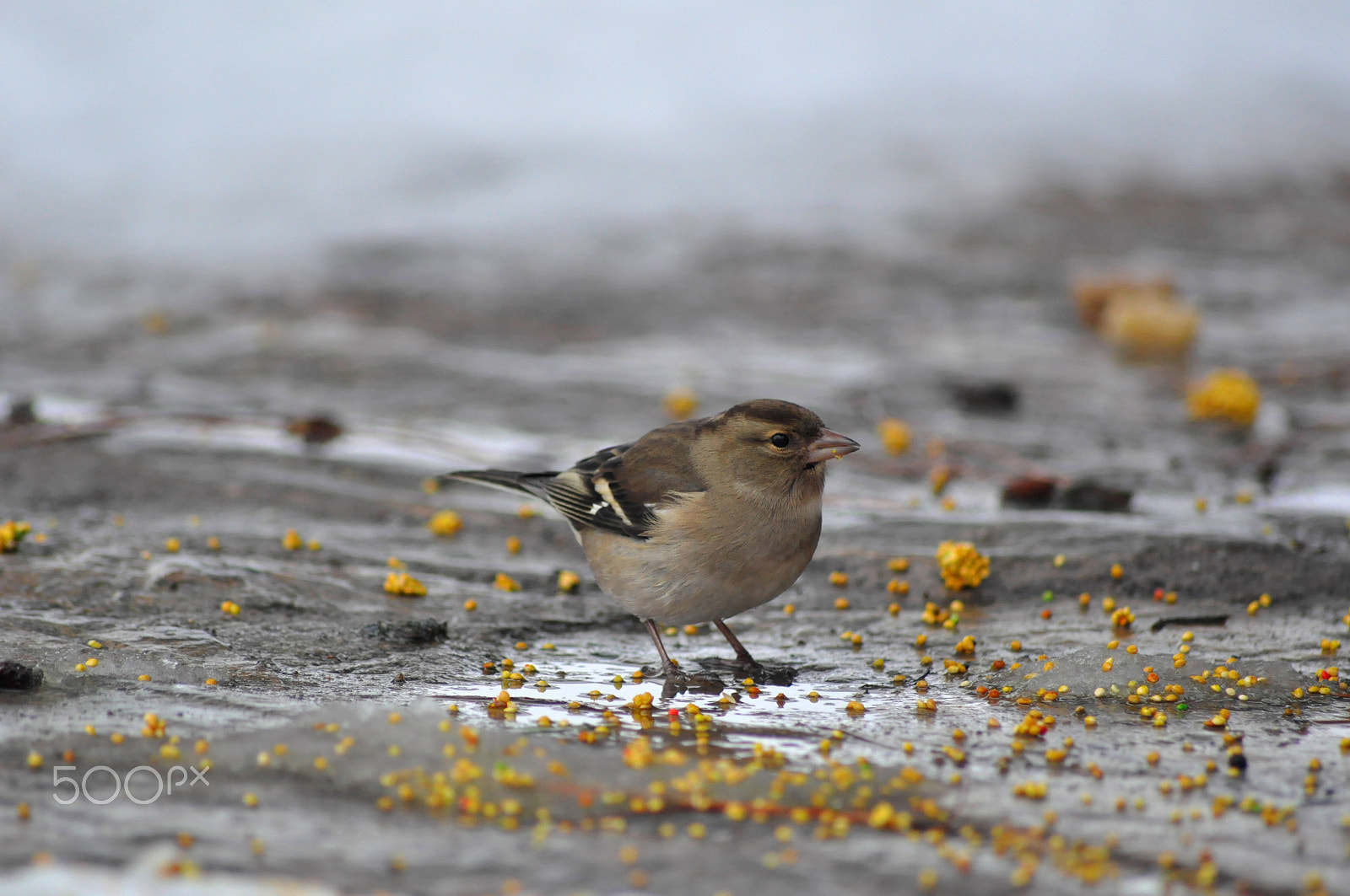 Nikon D5000 sample photo. Spil national park birds photography