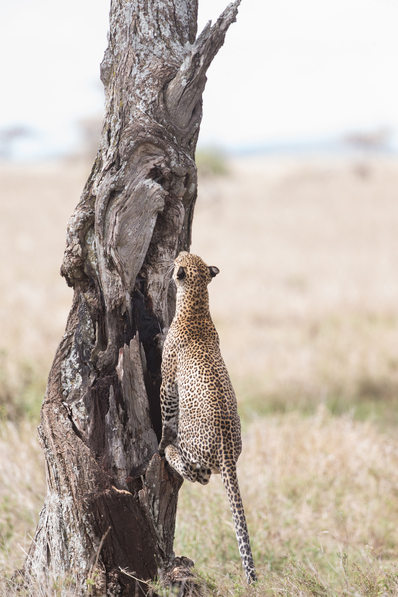 Canon EF 400mm F4 DO IS II USM sample photo. Master climber photography