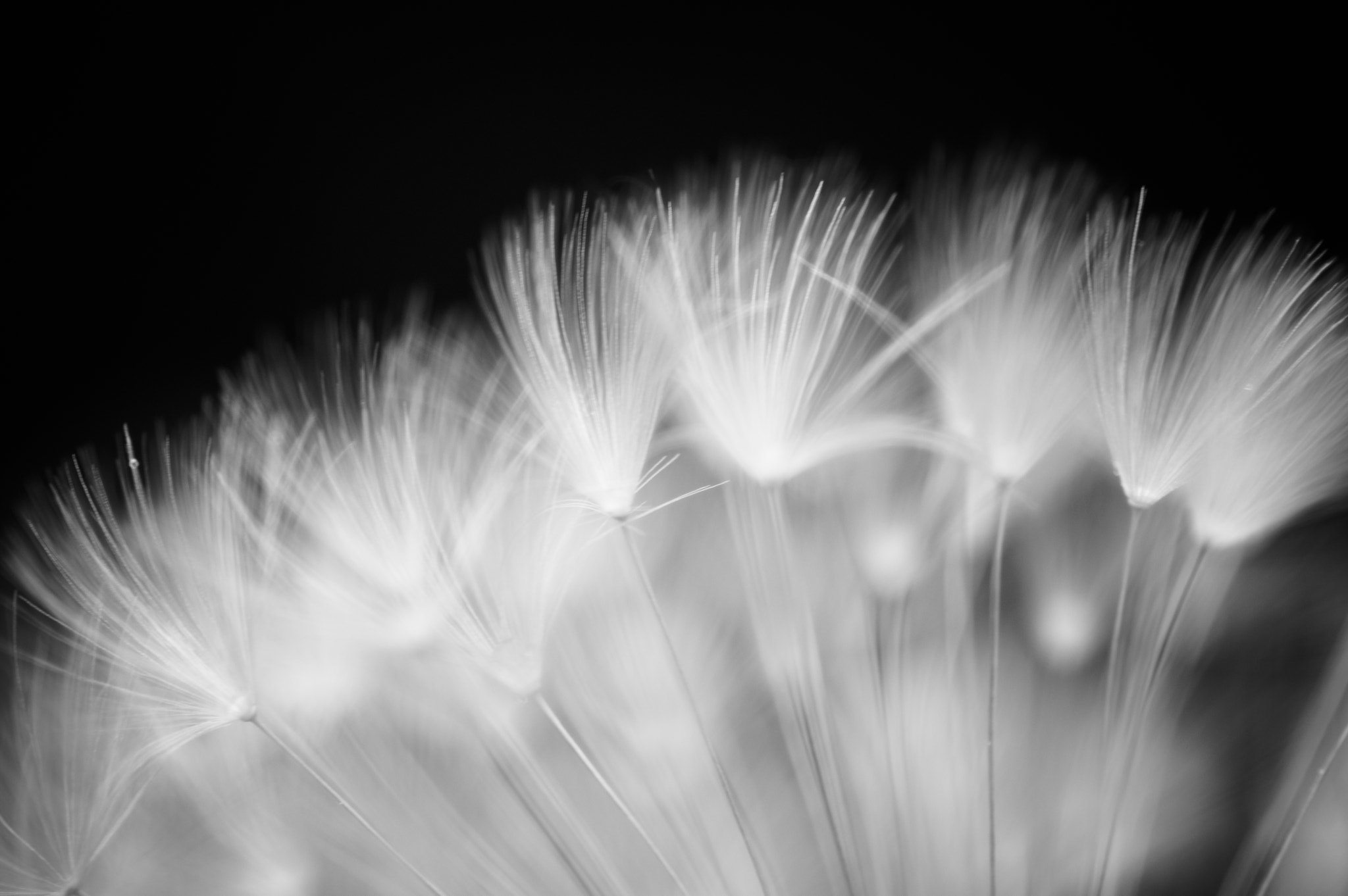 Pentax K-3 + Sigma sample photo. Dandelion photography