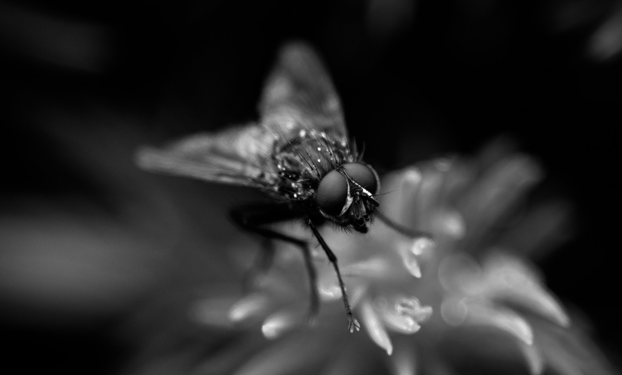 Pentax K-3 + Sigma sample photo. The fly photography