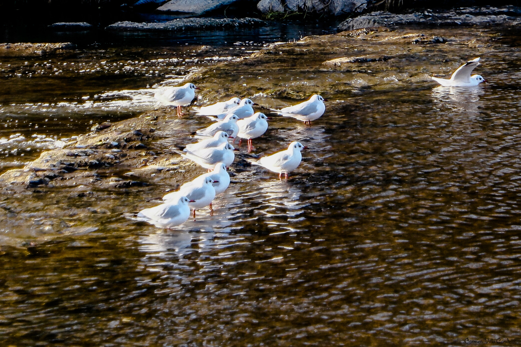 Samsung NX500 + Samsung NX 16-50mm F3.5-5.6 Power Zoom ED OIS sample photo. Twelve friends and one more photography