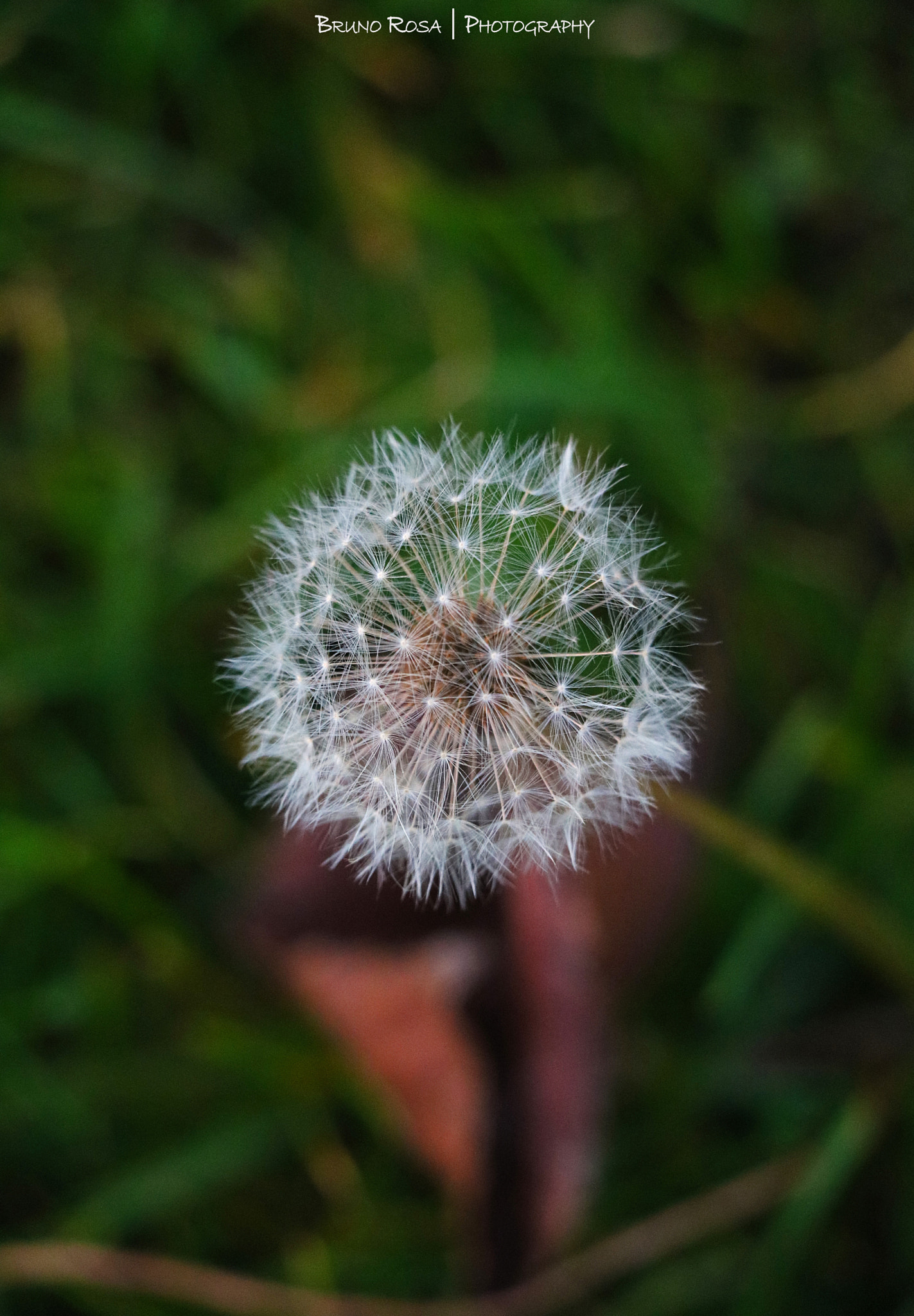 Canon EOS 760D (EOS Rebel T6s / EOS 8000D) sample photo. I hope some of your wishes get realized in 2017 photography
