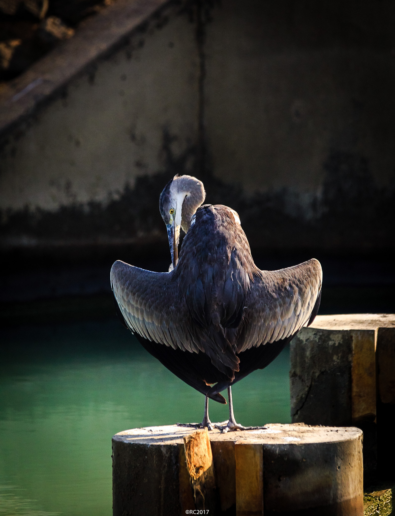 Sigma 150-500mm F5-6.3 DG OS HSM sample photo. Display photography