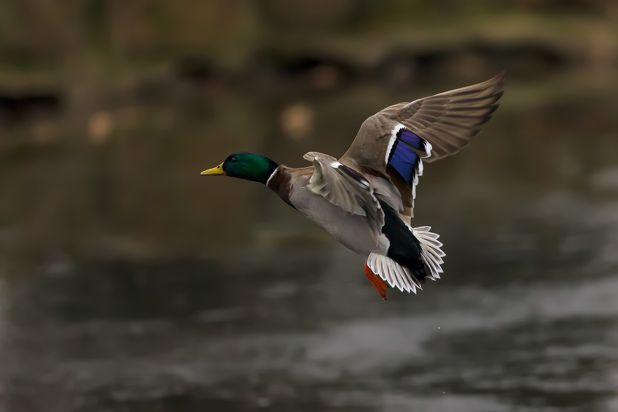 Canon EF 300mm F2.8L IS II USM sample photo. Drake in flight.... photography