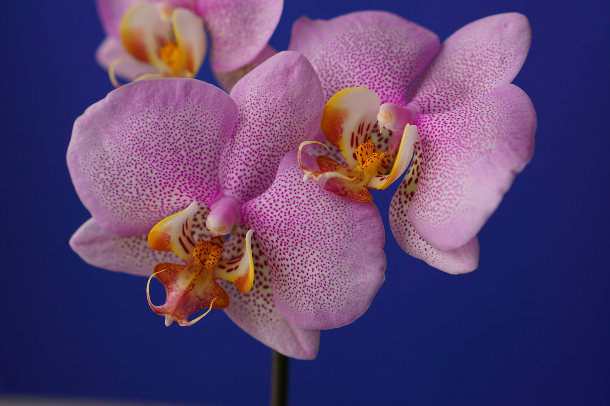 Sony E 50mm F1.8 OSS sample photo. Orchid blossom beautifully patterned photography