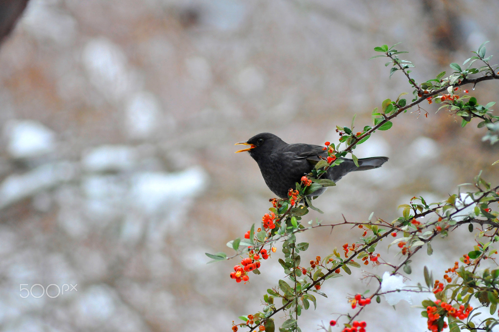Sigma 70-300mm F4-5.6 APO DG Macro sample photo. Spil national park birds photography