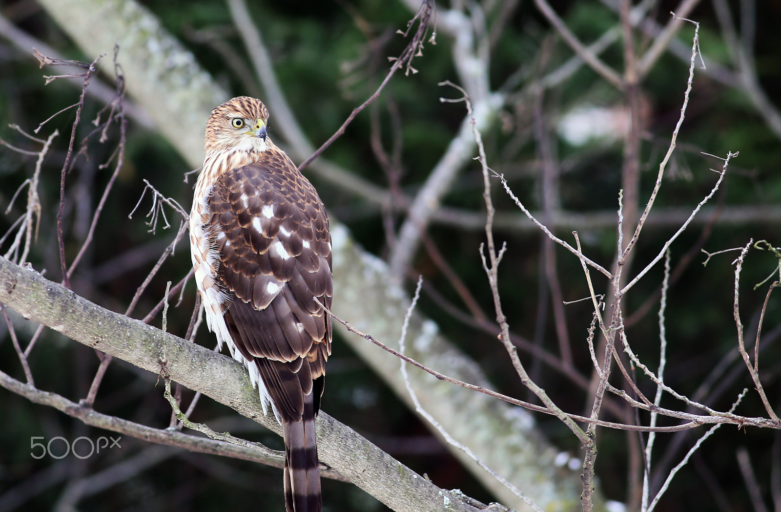 Canon EOS 6D + Canon EF 400mm F5.6L USM sample photo. Hawk photography
