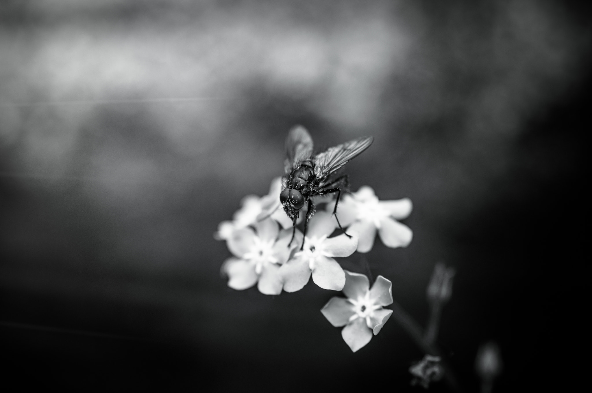 Pentax K-3 + Sigma sample photo. The fly ii photography