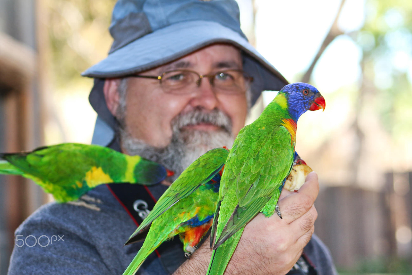 Canon EOS 100D (EOS Rebel SL1 / EOS Kiss X7) + EF75-300mm f/4-5.6 sample photo. Three parrots photography