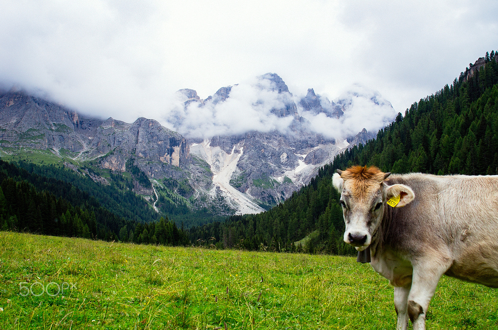 Minolta/Sony AF 24-105mm F3.5-4.5 (D) sample photo. Alpine cow photography