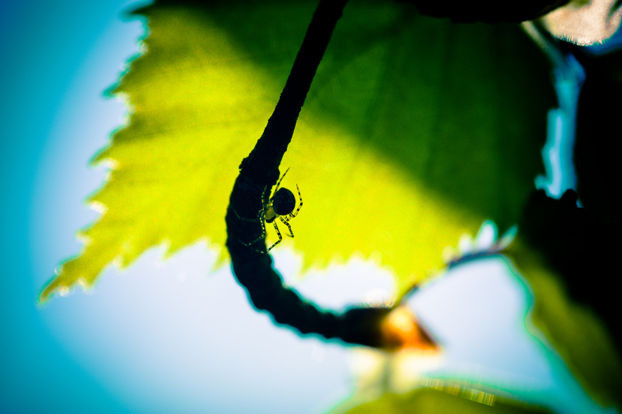 Pentax K-3 + Sigma sample photo. Glassspider photography