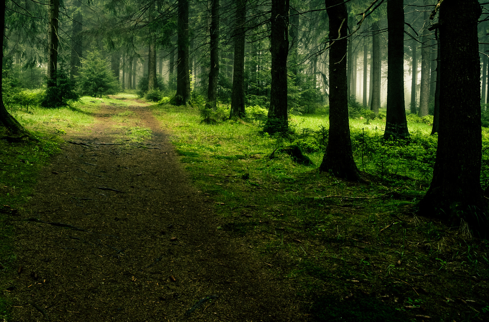 Pentax K-3 + Sigma sample photo. In the woods photography
