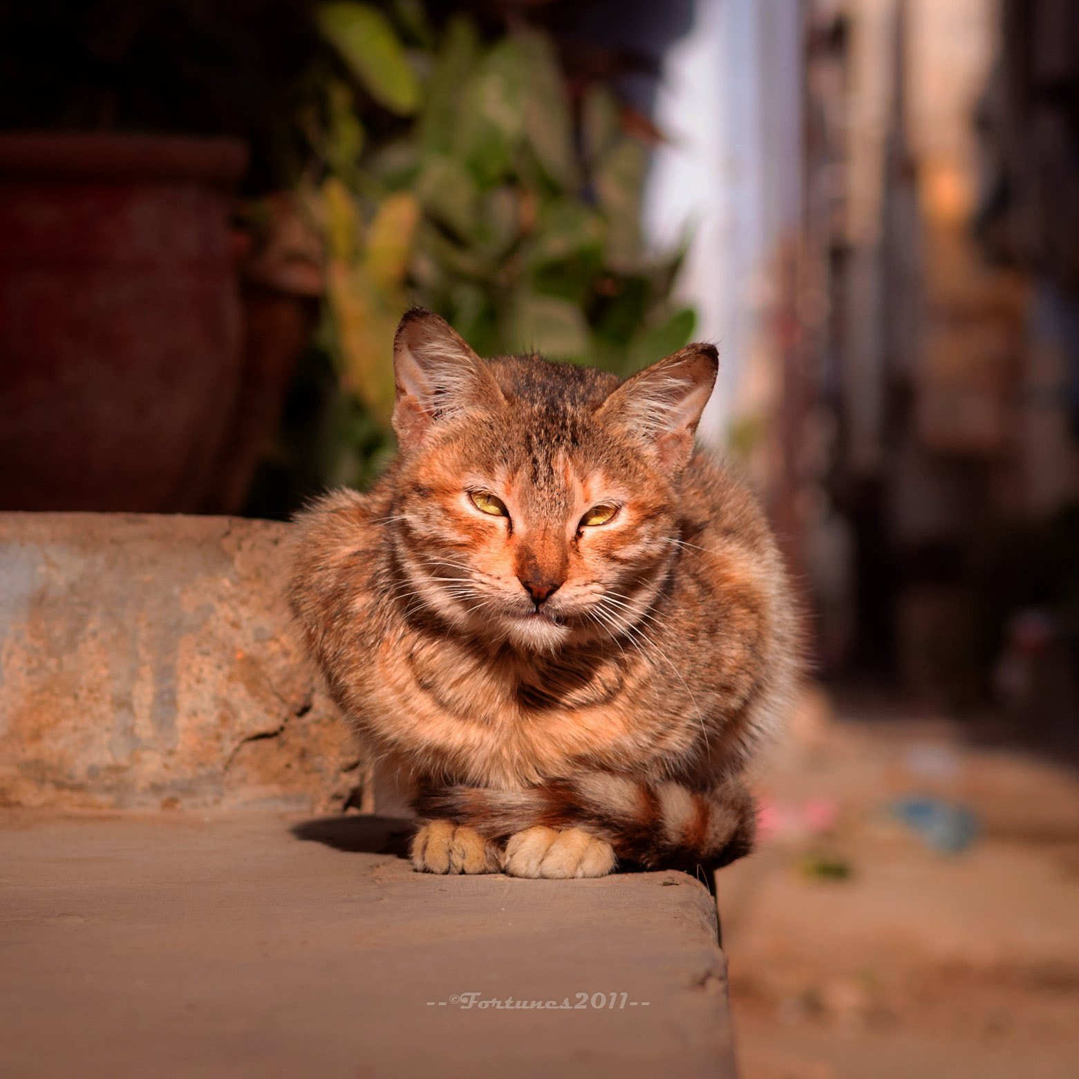 Nikon D80 sample photo. Smelly cat smelly cat.... photography