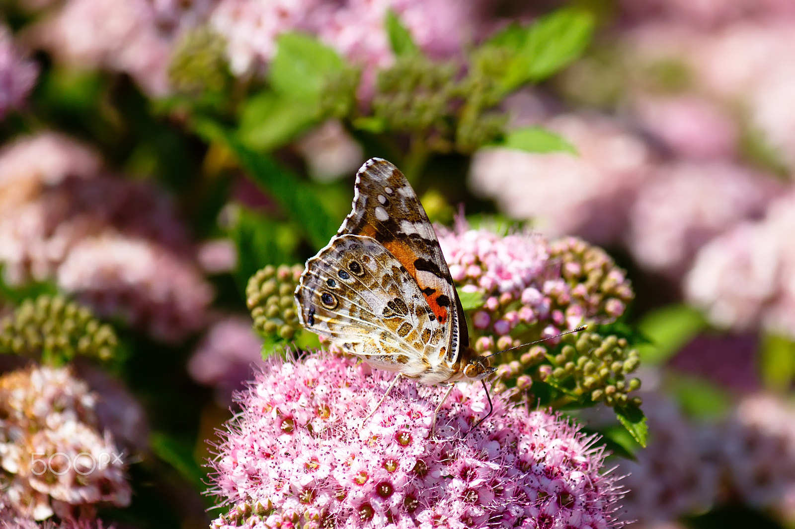 Canon EF-S 55-250mm F4-5.6 IS sample photo. Butterfly photography