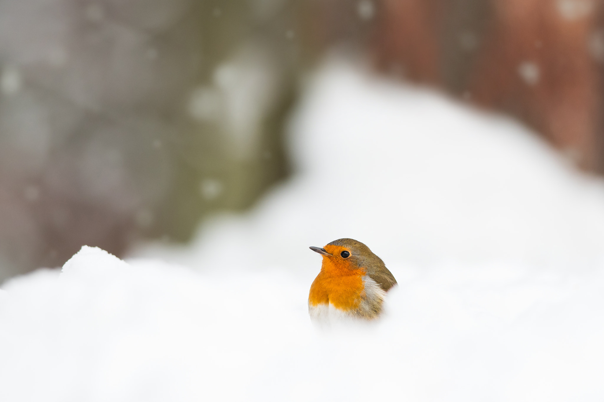 Nikon D500 sample photo. European robin photography