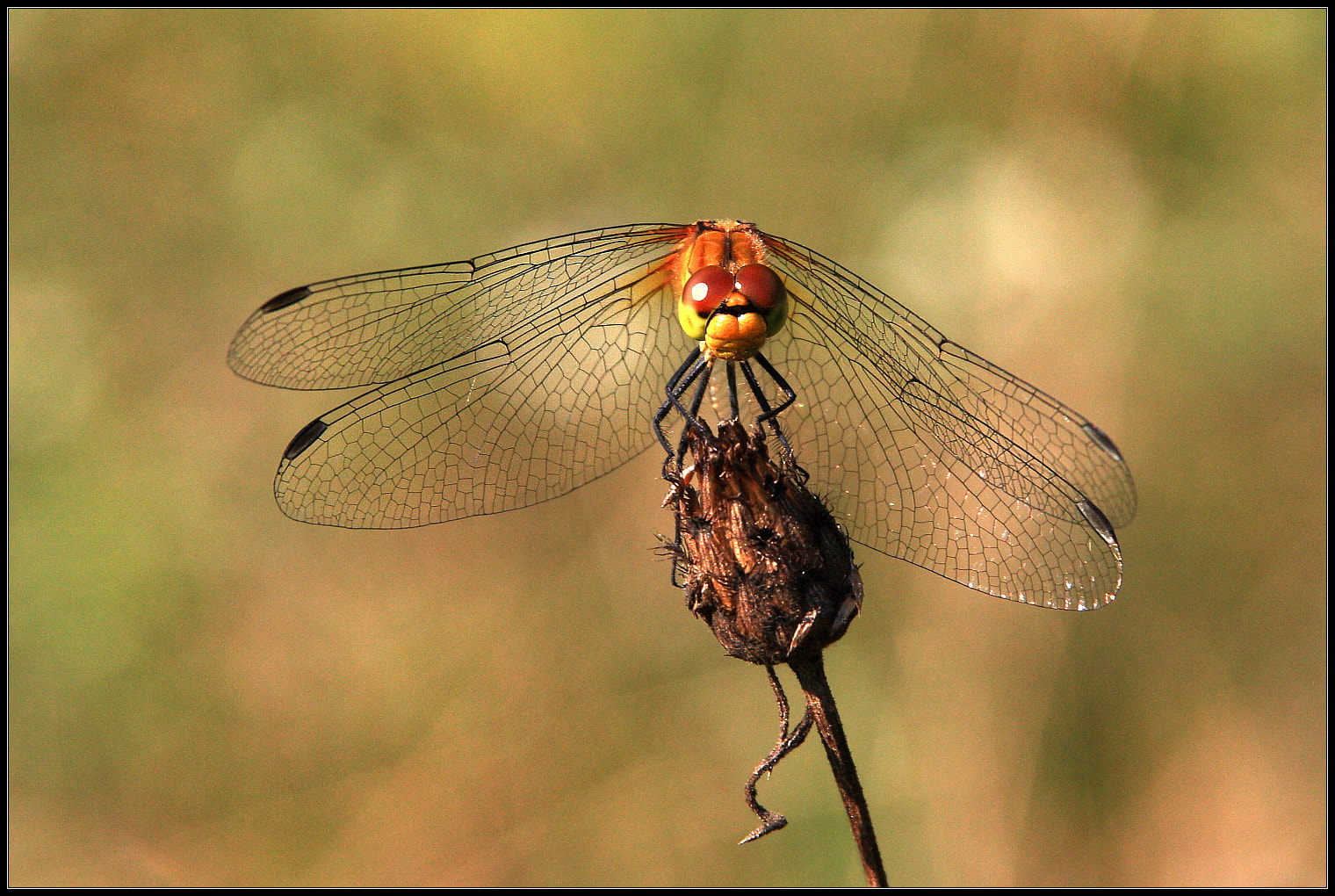 Canon EOS 450D (EOS Rebel XSi / EOS Kiss X2) sample photo. Dragonfly photography