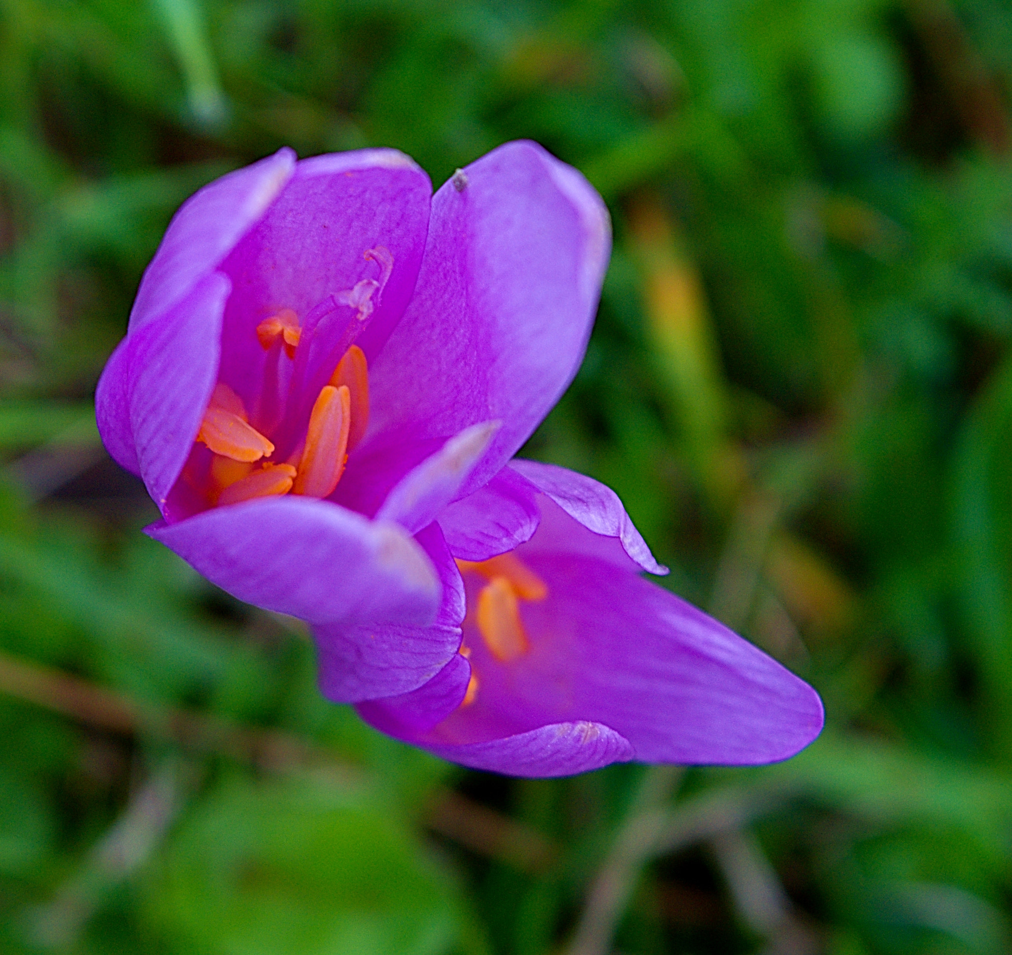 18.00 - 55.00 mm f/3.5 - 5.6 sample photo. Colchicum autumnale photography