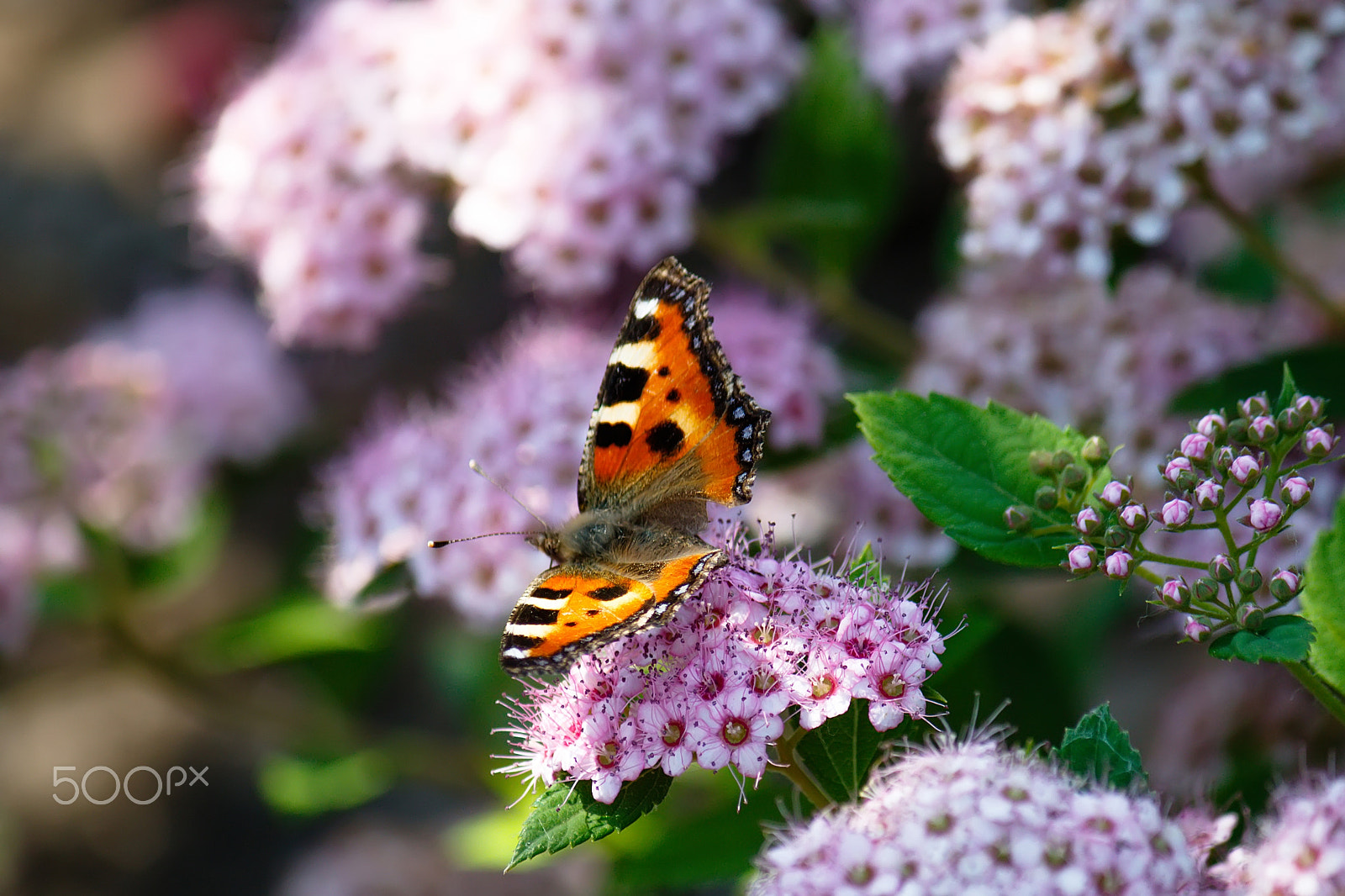 Canon EF-S 55-250mm F4-5.6 IS sample photo. Butterfly photography