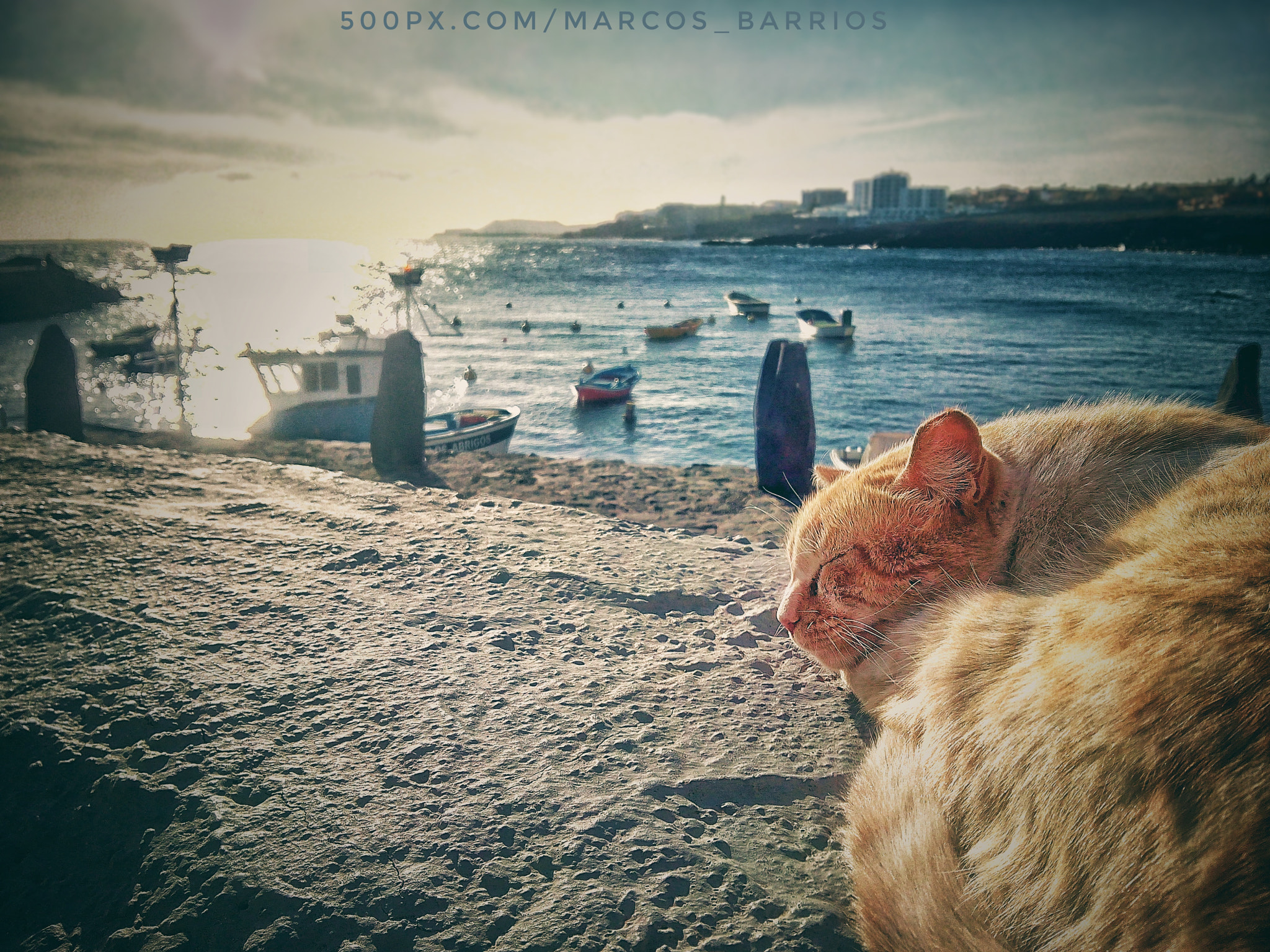 bq Aquaris E5 FHD sample photo. Sea cat siesta photography