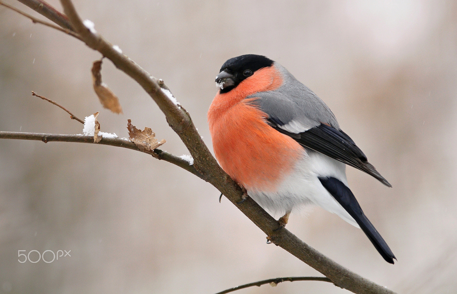 Canon EOS 760D (EOS Rebel T6s / EOS 8000D) sample photo. Bullfinch photography