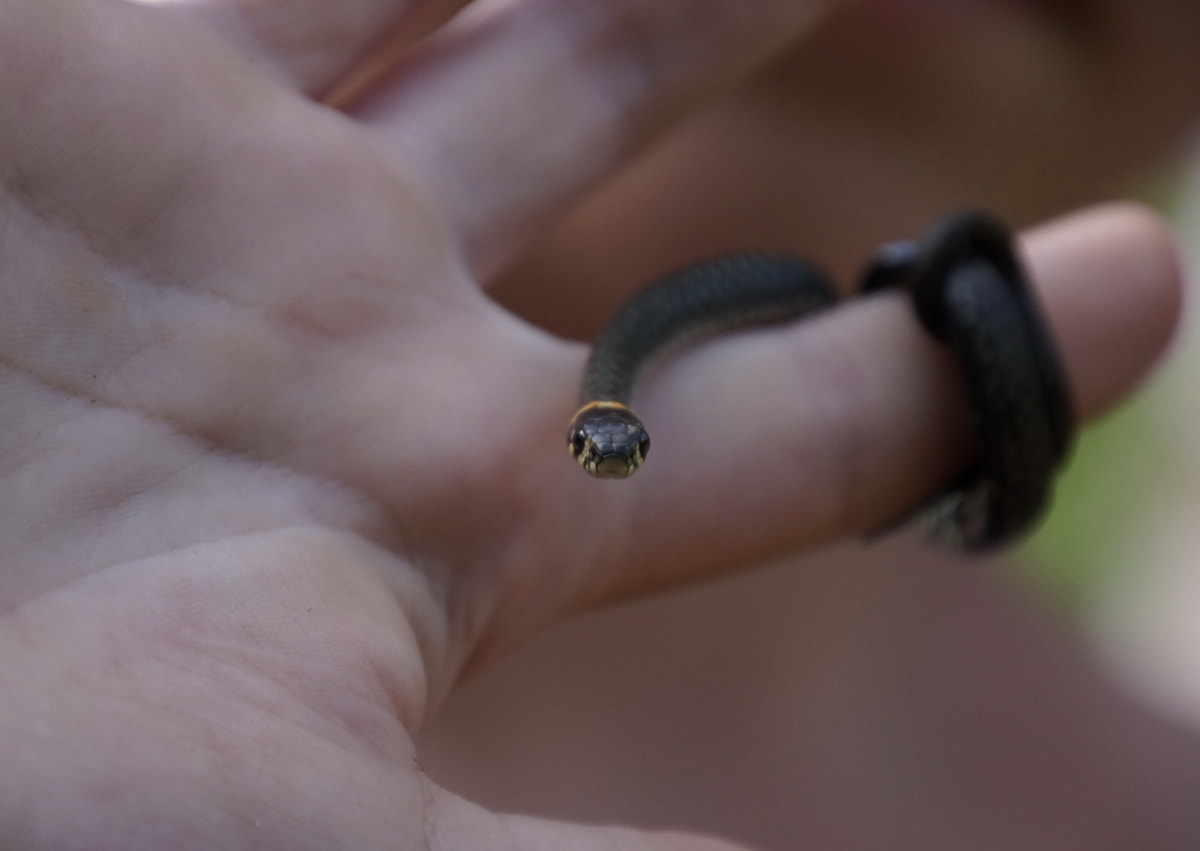 Tamron 16-300mm F3.5-6.3 Di II VC PZD Macro sample photo. ну как я вам? photography