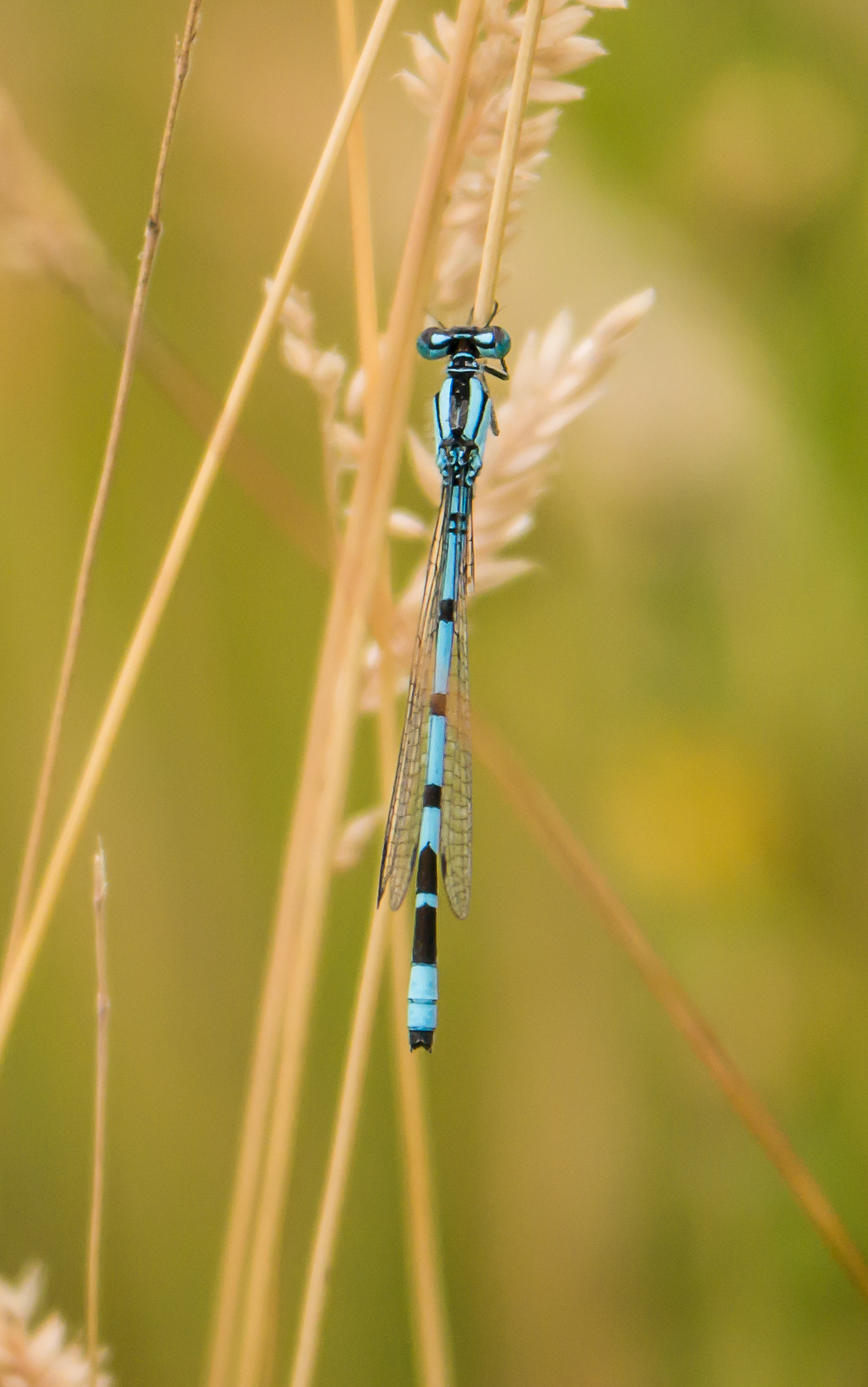 Panasonic Lumix DMC-GX7 sample photo. Dragonfly photography