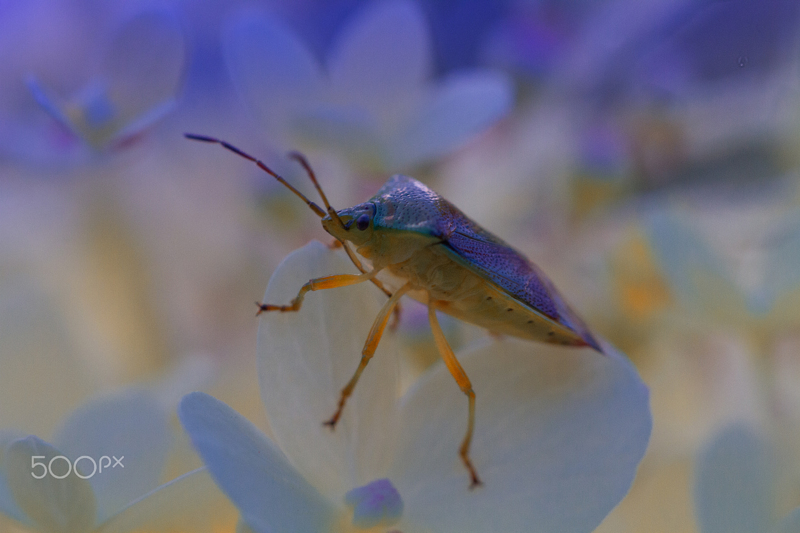 Sigma APO Macro 150mm f/2.8 EX DG HSM sample photo. Blue beetle photography