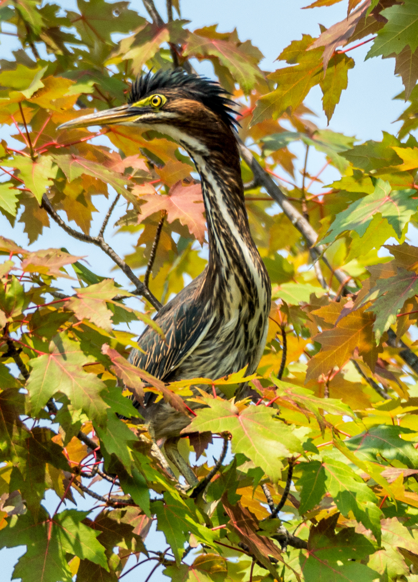 Olympus OM-D E-M5 II sample photo. Green heron in tree photography