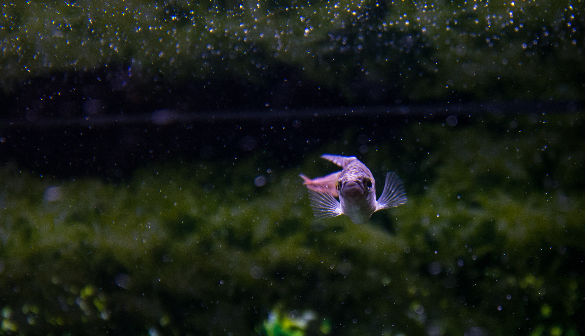 Nikon D5200 sample photo. Aquarium fish photography