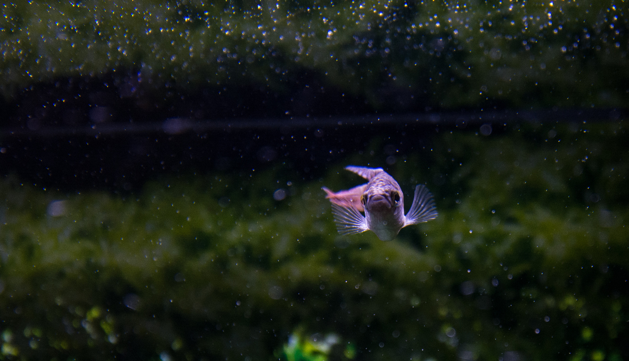Samyang 14mm F2.8 ED AS IF UMC sample photo. Aquarium fish photography